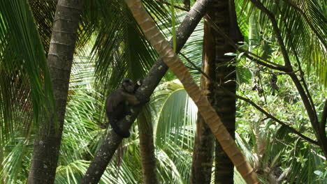 Wild-white-headed-capuchin-(Cebus-capucinus)-on-a-coconut-tree.-Guiana